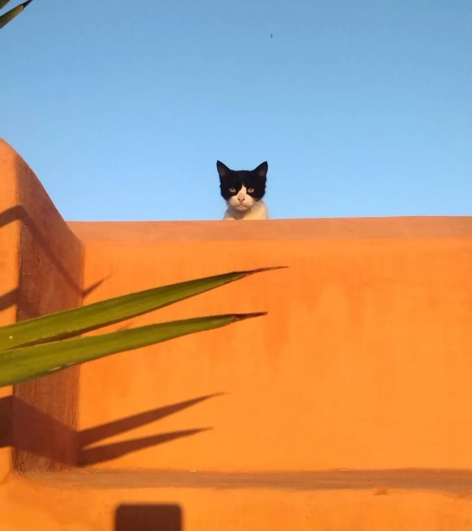 Dar El Qadi Hotel Marrakesh Riad